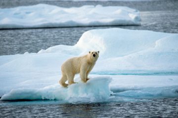 Polar-Bear-on-Shrinking-Ice